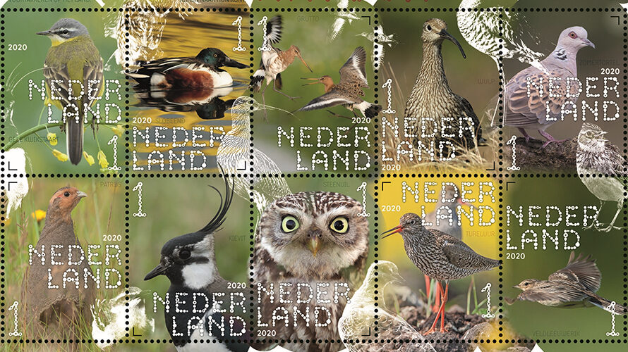 Experience nature – farmland birds