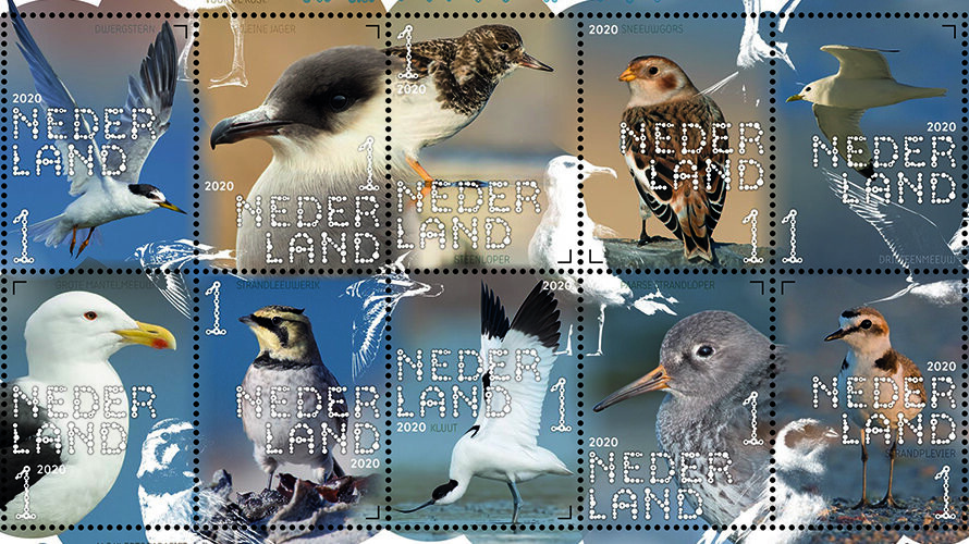 Experience nature – coastal birds